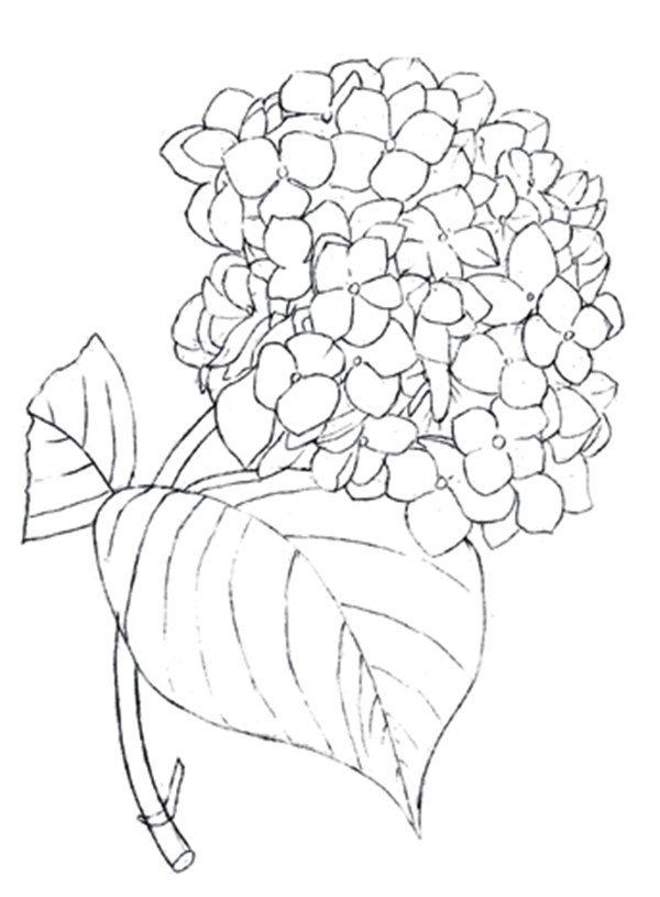 水粉绣球花画法图解步骤