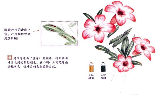 沙漠玫瑰彩铅画怎么画？彩铅画花卉绘画教程