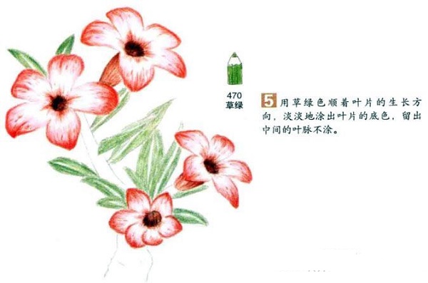 沙漠玫瑰彩铅画怎么画？彩铅画花卉绘画教程