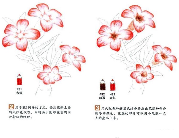 沙漠玫瑰彩铅画怎么画？彩铅画花卉绘画教程