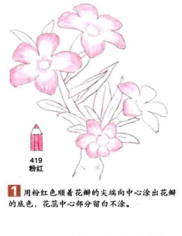 沙漠玫瑰彩铅画怎么画？彩铅画花卉绘画教程