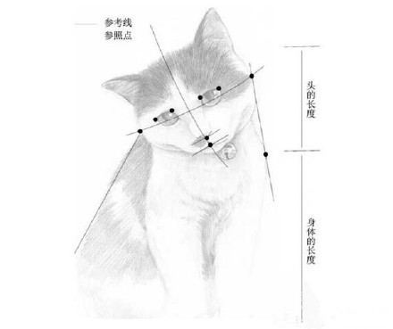 猫怎么画?猫的素描教程