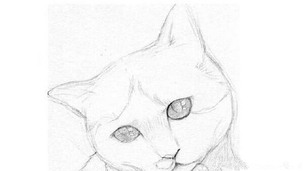 猫怎么画?猫的素描教程