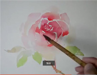 水彩画视频教程玫瑰花的具体画法步骤