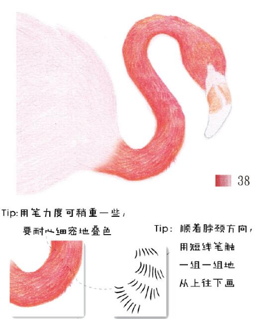 火烈鸟彩铅教程：教大家彩铅画火烈鸟