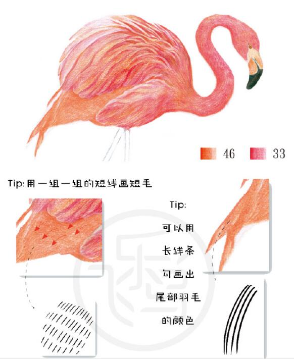 火烈鸟彩铅教程：教大家彩铅画火烈鸟