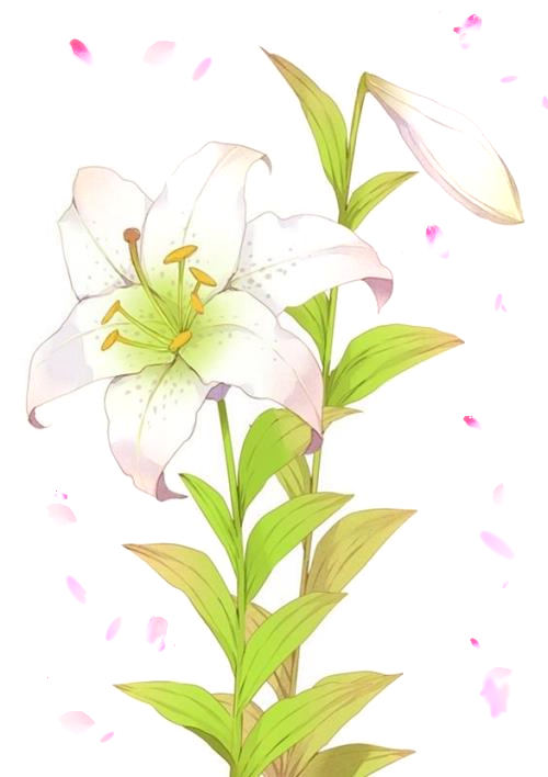 花卉插画教程：百合花的画法