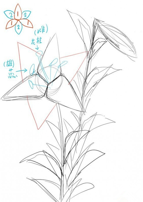 花卉插画教程：百合花的画法