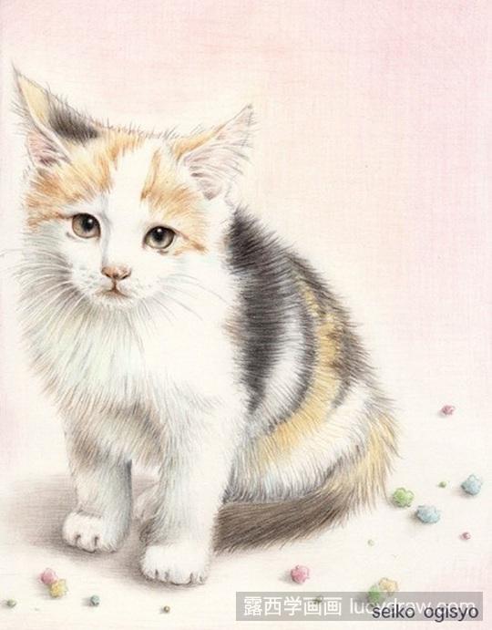 彩铅画猫咪作品欣赏(彩铅画临摹素材)