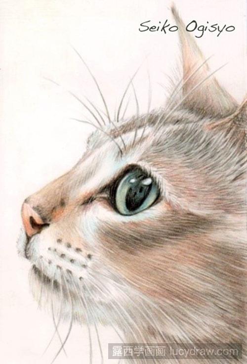 彩铅画猫咪作品欣赏(彩铅画临摹素材)