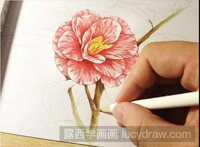 彩铅画教程-怎么绘制一朵漂亮的花