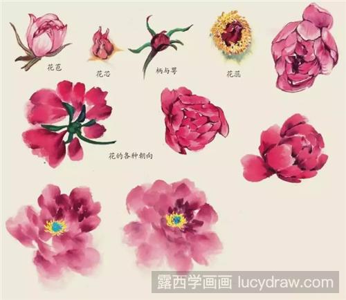 国画芍药花怎么画？绘画技巧是什么？