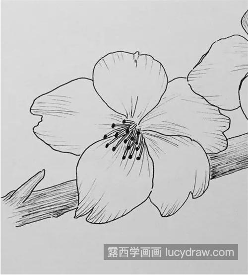 樱花怎么画？如何画出好看的樱花？