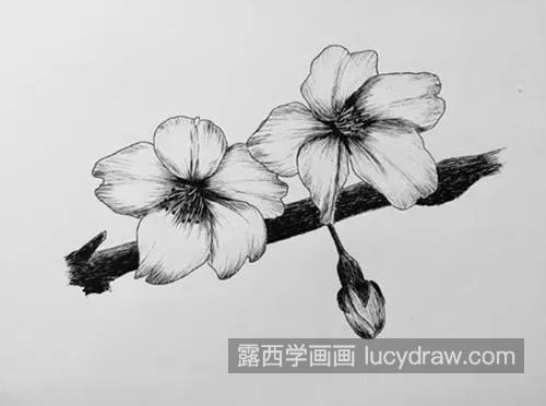 樱花怎么画？如何画出好看的樱花？