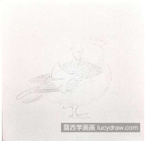 鸳鸯怎么画？具体有哪些绘画步骤？