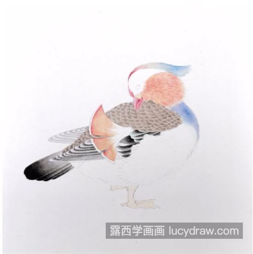 鸳鸯怎么画？具体有哪些绘画步骤？