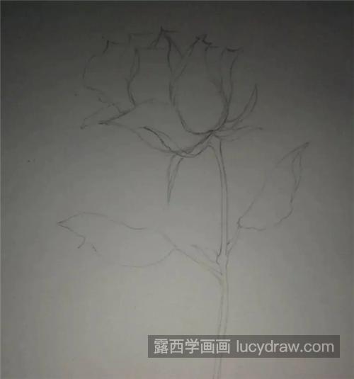 红玫瑰怎么画？水彩绘画步骤有哪些？