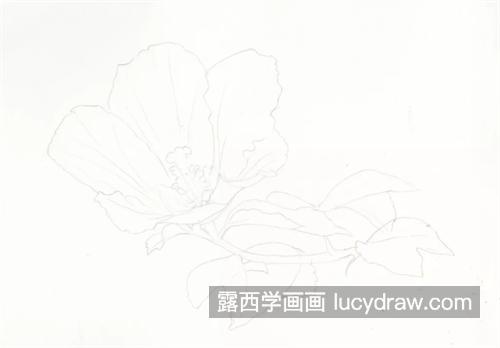 木槿花怎么画？彩铅步骤详解是什么？