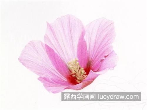 木槿花怎么画？彩铅步骤详解是什么？