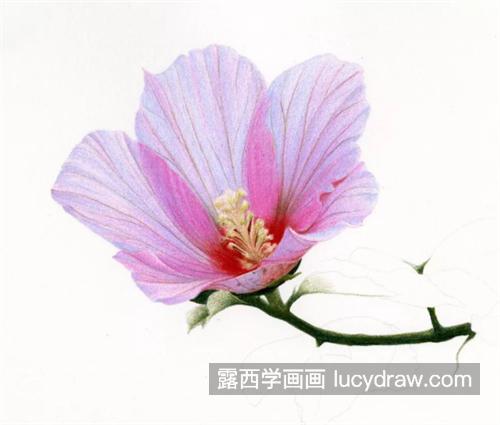 木槿花怎么画？彩铅步骤详解是什么？