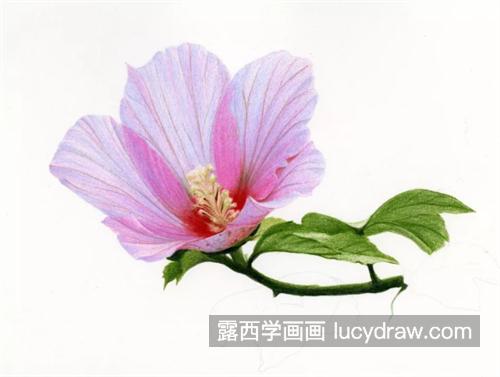 木槿花怎么画？彩铅步骤详解是什么？