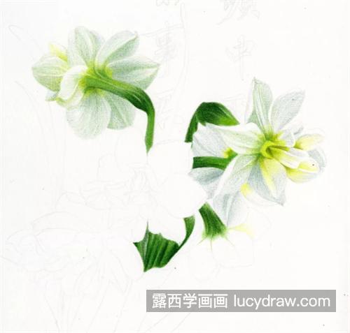 水仙花怎么画？详细的绘画过程是什么？