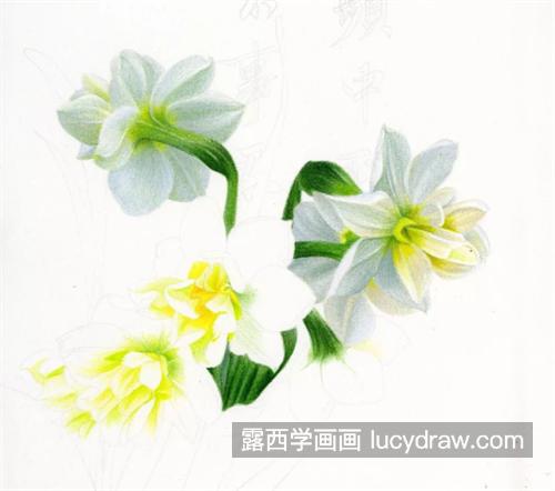 水仙花怎么画？详细的绘画过程是什么？