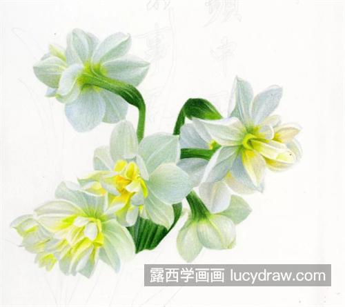 水仙花怎么画？详细的绘画过程是什么？