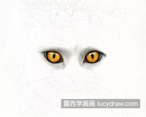 猫咪玉露怎么画？灰猫的彩铅画法是什么？