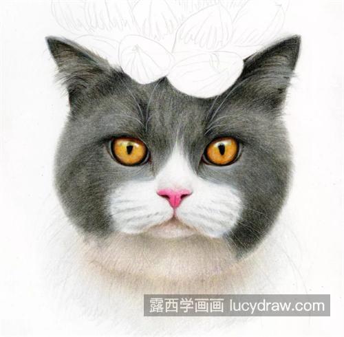 猫咪玉露怎么画？灰猫的彩铅画法是什么？