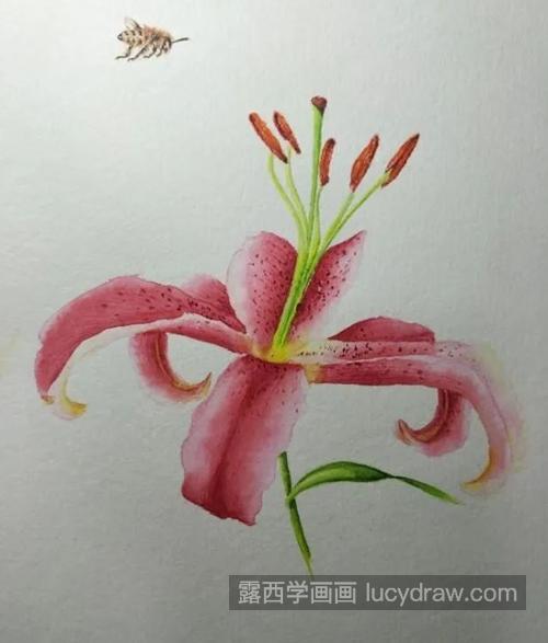 百合花怎么画？山丹花的水彩画法是什么？