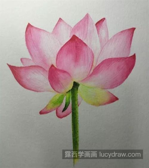 如何画粉色荷花？水彩渐变技巧是什么？