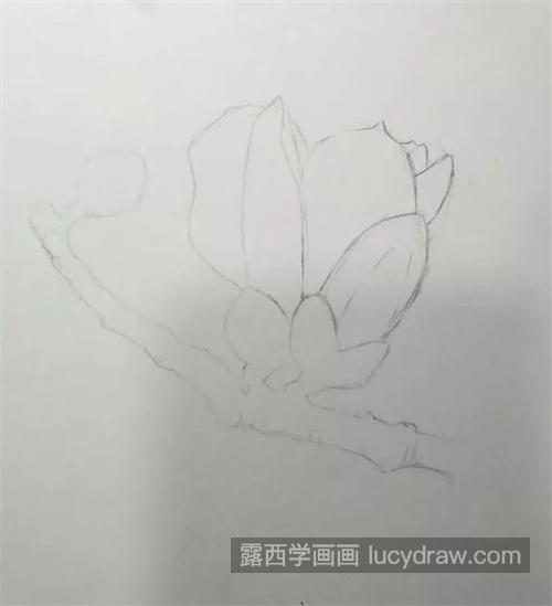 赛波花怎么画？彩铅绘画过程是什么？