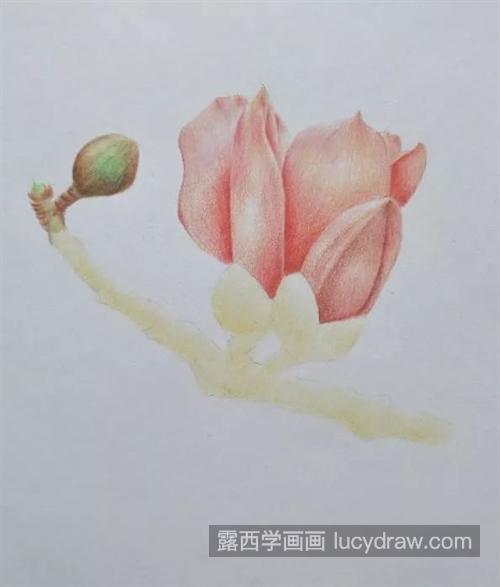 赛波花怎么画？彩铅绘画过程是什么？