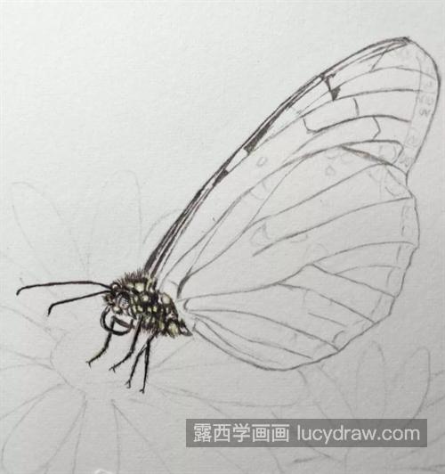 蝴蝶鲜花怎么画？如何画水彩蝶恋花？