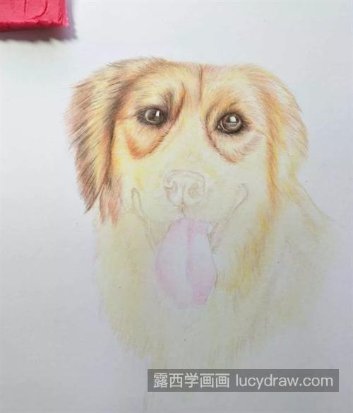 金毛犬怎么画？详细的绘画步骤有哪些？