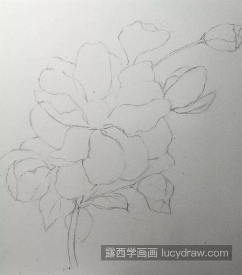 海棠花朵怎么画？水彩绘画步骤有几步？