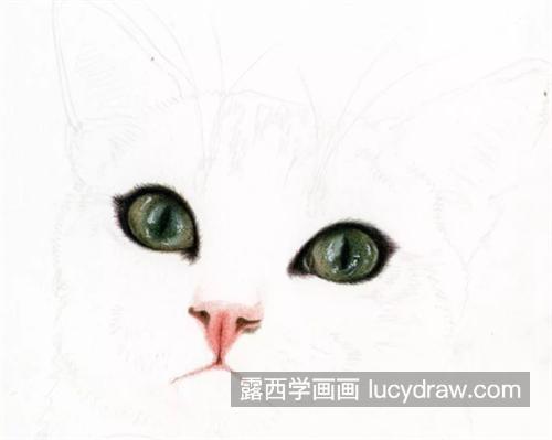 戴蝴蝶结的猫咪怎么画？有哪些绘画步骤？