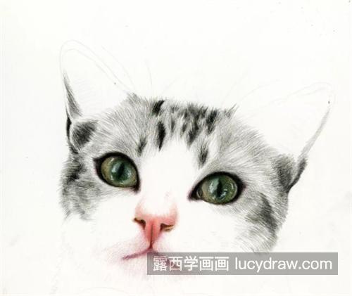 戴蝴蝶结的猫咪怎么画？有哪些绘画步骤？