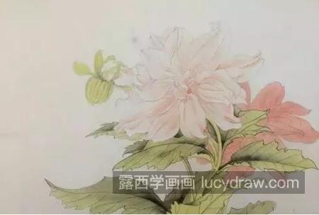 大理花怎么画？细粉莲的工笔画法是什么？