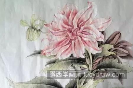 大理花怎么画？细粉莲的工笔画法是什么？