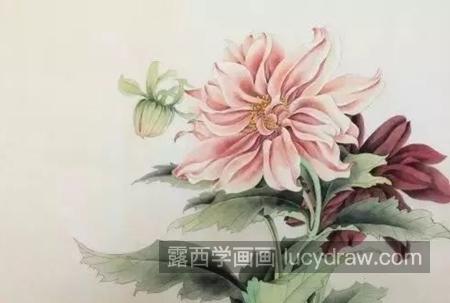 大理花怎么画？细粉莲的工笔画法是什么？