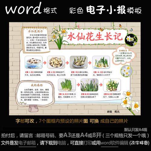 z118电子手抄报word模版植物萌发简报观察水培水仙花生长记小报