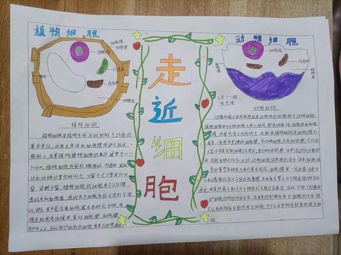 科区河西实验初中七年十一班制作生物第一期手抄报