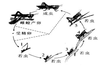 蝗虫生命发育手抄报 生命手抄报