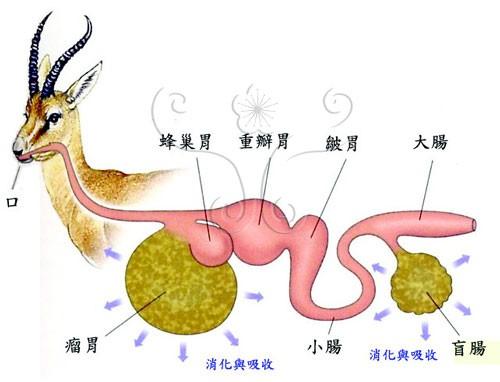 做反刍动物的手抄报关于生物的手抄报