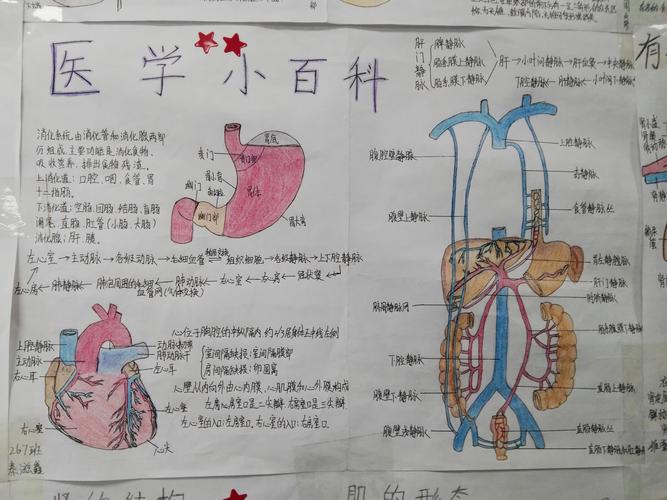 长治卫校学生解剖知识模型制作手抄报墙报展览