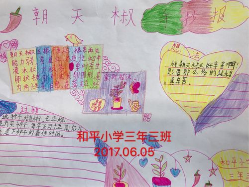 和平小学三年三班朝天椒种植活动手抄报大赛