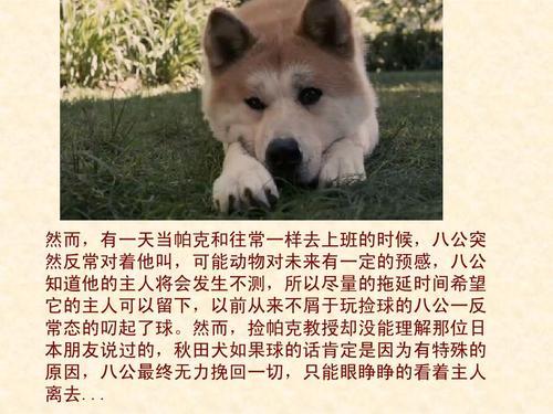 忠犬八公的故事手抄报 雷锋的故事手抄报