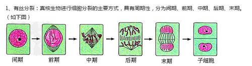 细胞分裂周期手抄报 手抄报模板大全